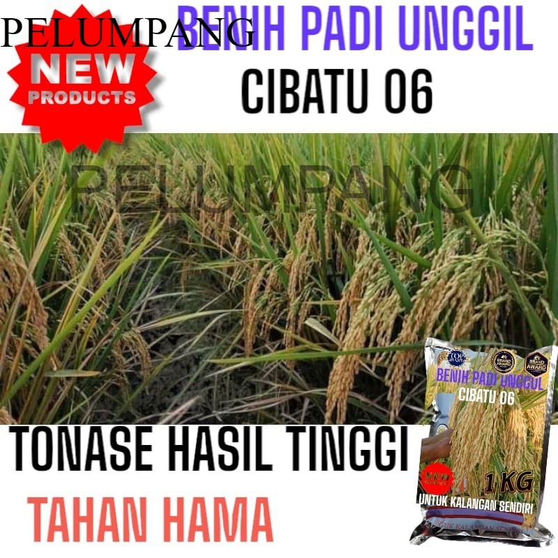 PADI benih padi cibatu 06 1kg