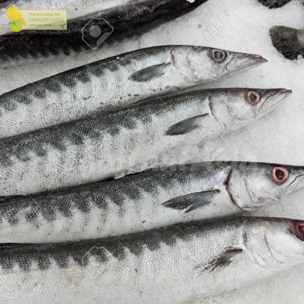 

Ikan Alu-Alu Barakuda Fresh & Frozen per kg - Jual utuh