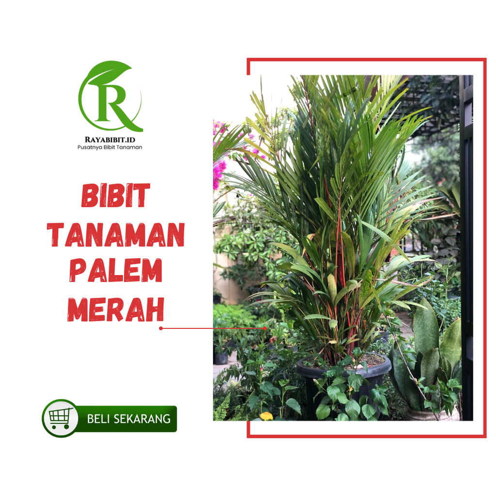 bibit pinang merah palem merah tanaman hias