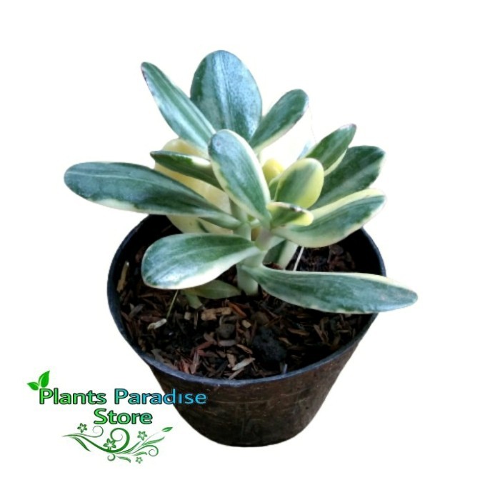 (PROMO) Kaktus sekulen jade plant variegata - tanaman jade plant variegata