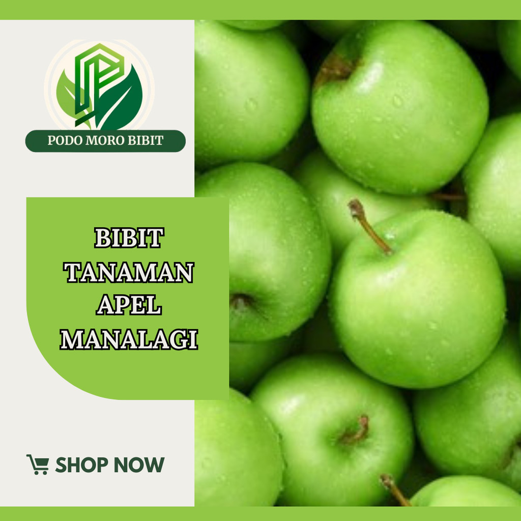 Bibit tanaman buah apel manalagi Apel Malang