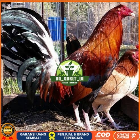 

Telur ayam hias pilipin fertil untuk ditetaskan Langsung UD_GOBIT_ID