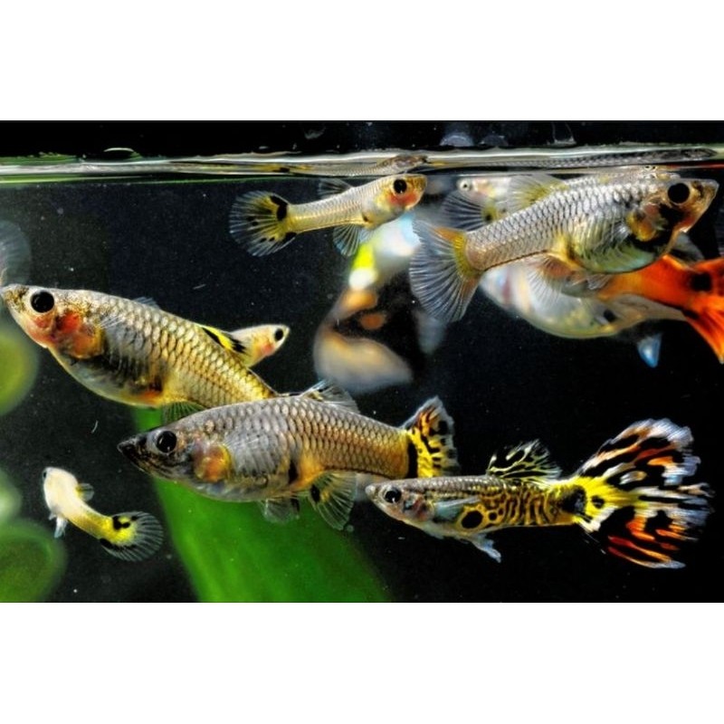 

stiker anomali paket guppy campur isi 5 ekor murah