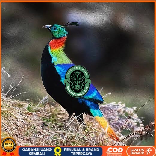 

Telur ayam hias ringneck impeyan pheasant fertil siap ditetaskan UD_SUPER_UNGGUL_ID