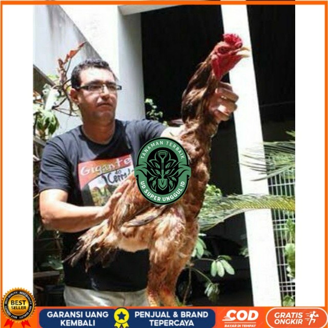 

TELUR AYAM GODZILLA STRONG HEIDHT UNTUK DI TETASKAN UD_SUPER_UNGGUL_ID