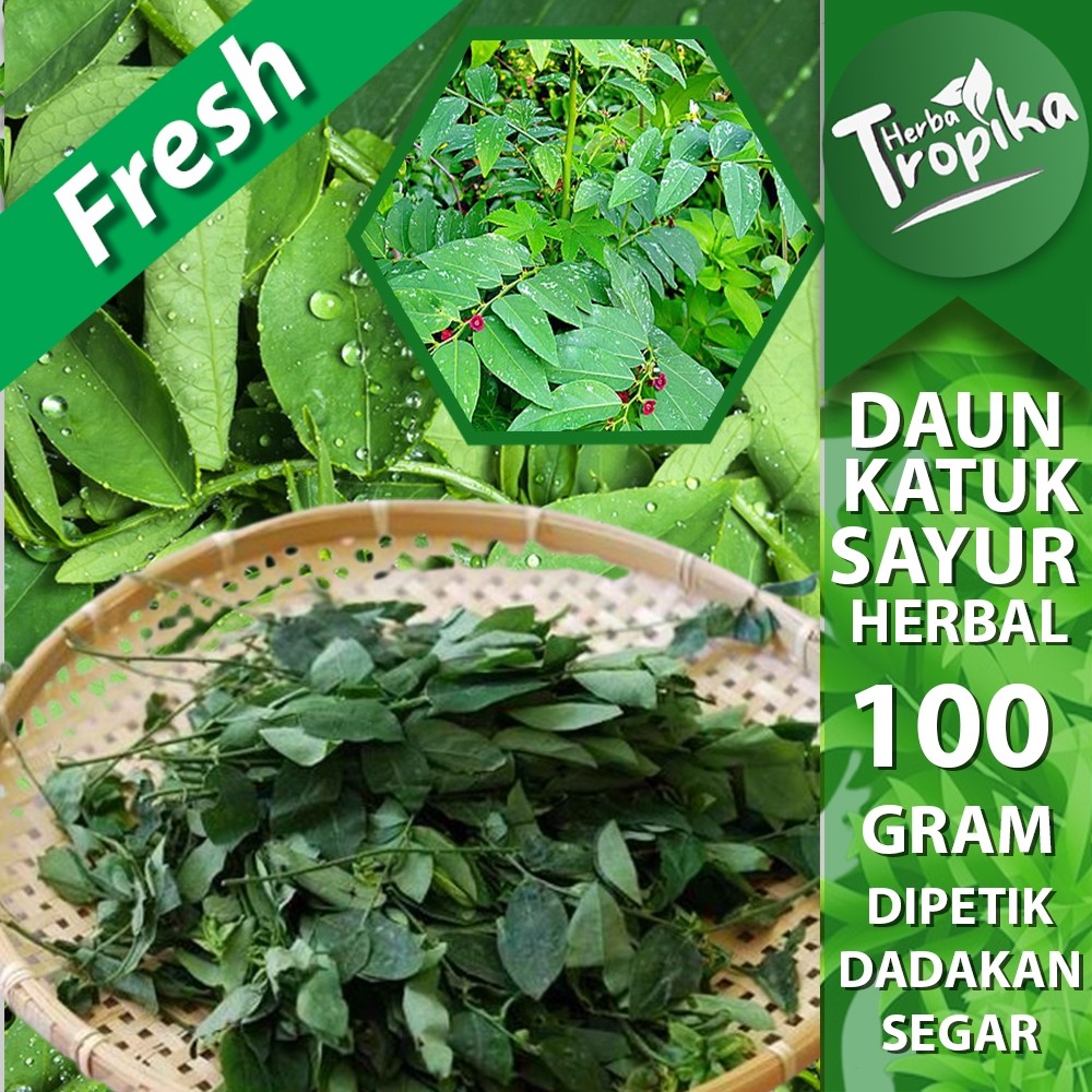 

Daun Katuk Segar 100 gram herbal alami toko herba tropika