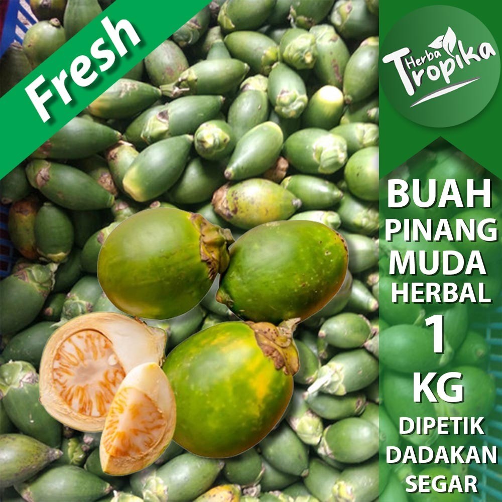 

Buah Pinang / Jambe muda segar 1 kg rempah dan herbal alami toko herba tropika
