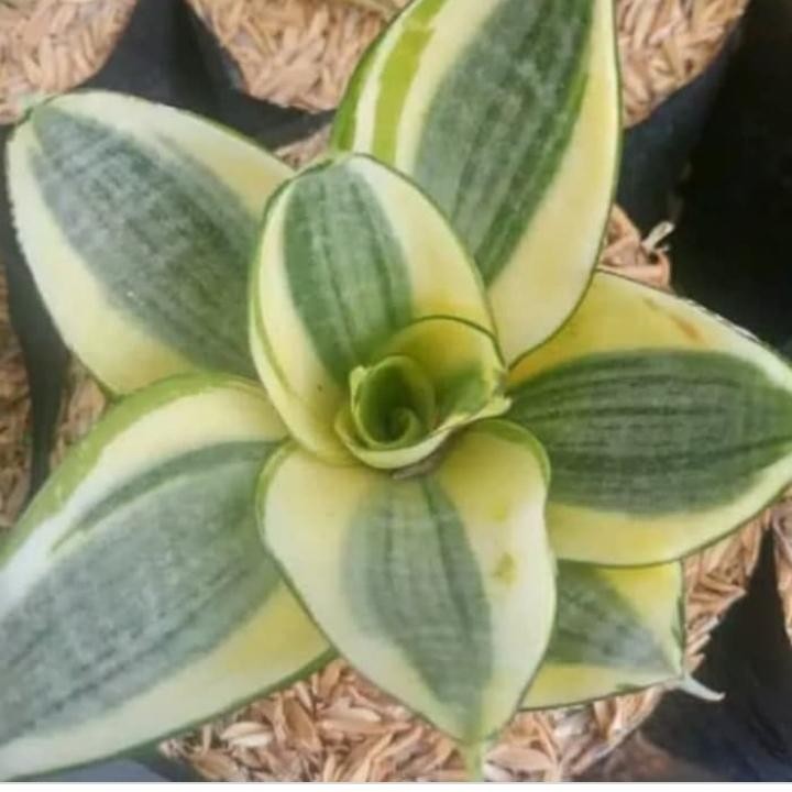 Tanaman hias sensivera mini golden hany - sensivera golden Hani