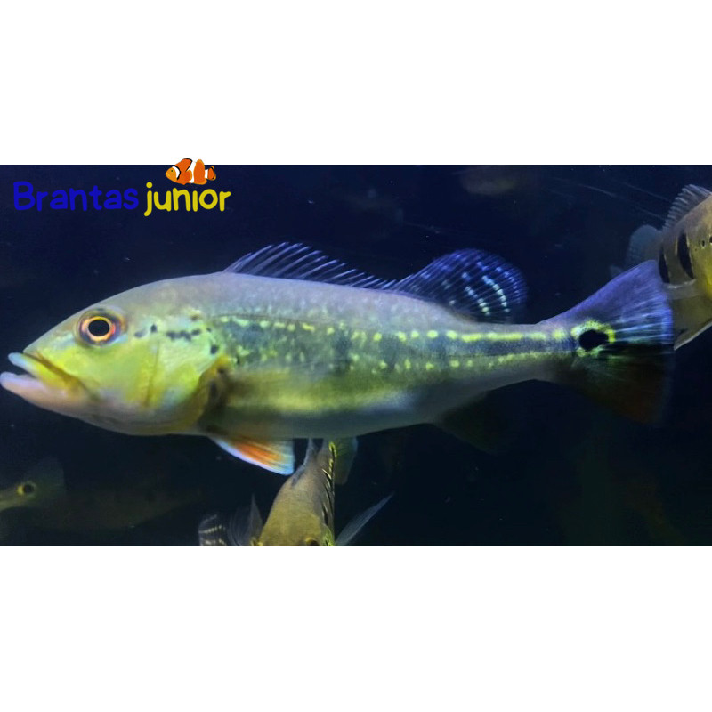 pbass intermedia size 7-9 cm