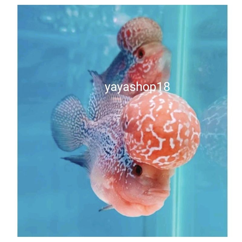 LOUHAN SRD / SRM ORI THAILAND KUALITAS BAGUS HIASAN AQUARIUM