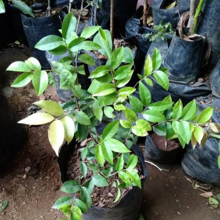 Jual tanaman bibit pohon anggur brazil - pohon anggur brazil