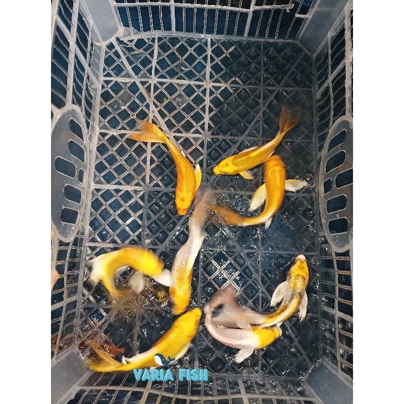 hiasan aquarium ikan koi gold /kuning slayer size 13-15 cm