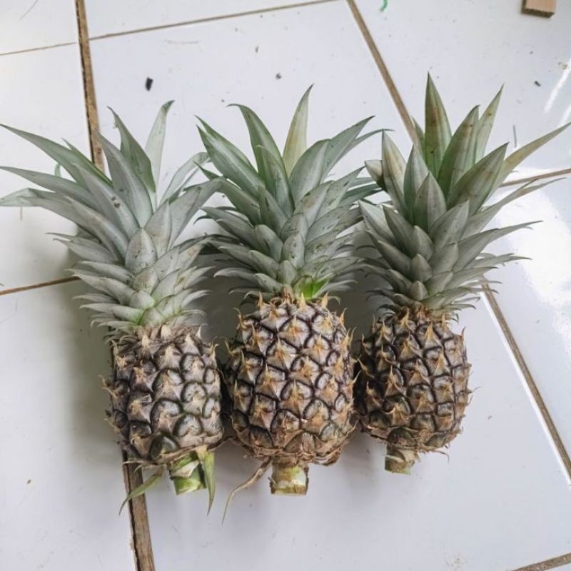 

Nanas muda segar fresh di ambil langsung bila ada orderan Herbal COD