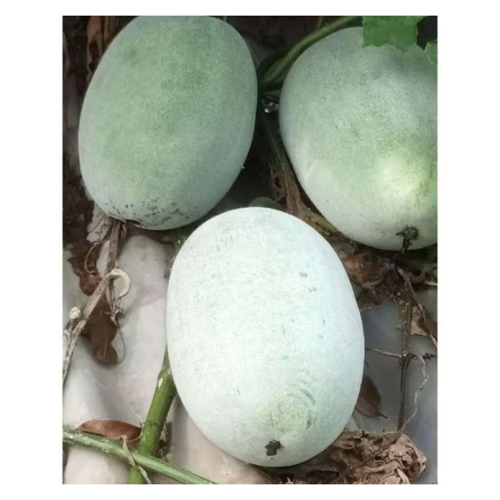 

Buah Kundur Bligo Winter Melon 1-1,5 kg