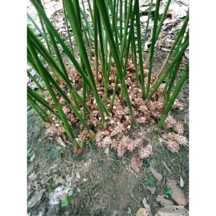 Bibit Kapulaga Hibrida / Kapulaga Hijau / Bibit Kapulaga Hibrida / Bibit Kapulaga unggul ready .