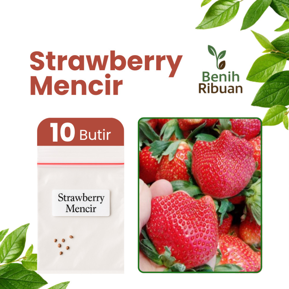 BENIH RIBUAN - Benih Buah Strawberry Mencir Buah Segar Manis Bibit Stroberi Berkualitas Premium