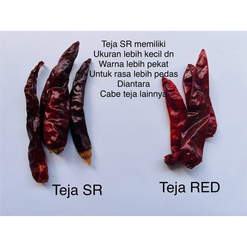 

Paket Cabe Teja / Rawit SR Kering Pedas 1000gr Tanpa Tangkai SUPER PEDAS (GRADE A)