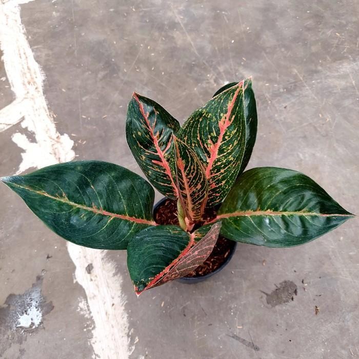 Aglonema Adelia - Aglonema Koleksi - Aglo - Aglonema Murah - MURAH