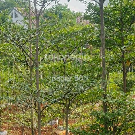 Pohon Ketapang Kencana Tinggi 2mtr Batang Besar dan Kokoh - MURAH