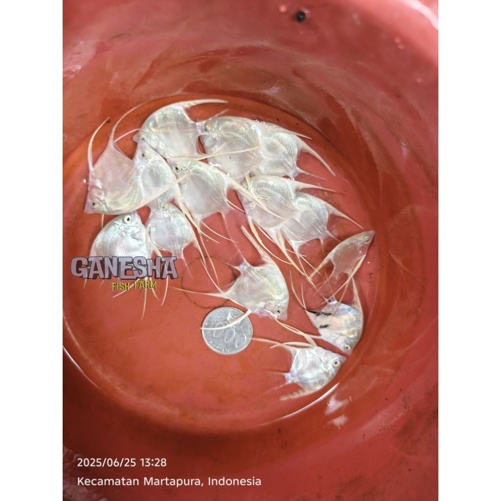 Manfish Platinum PAKET ISI 4 ukuran seperti difoto/video koin seribu sebagai pembandingnya. ikan hia