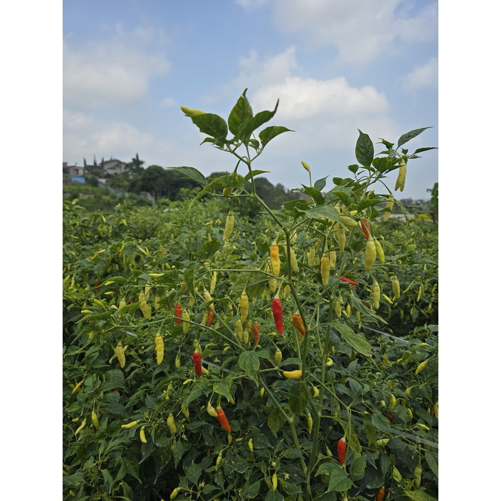 

cabe rawit fresh langsung petik pohon