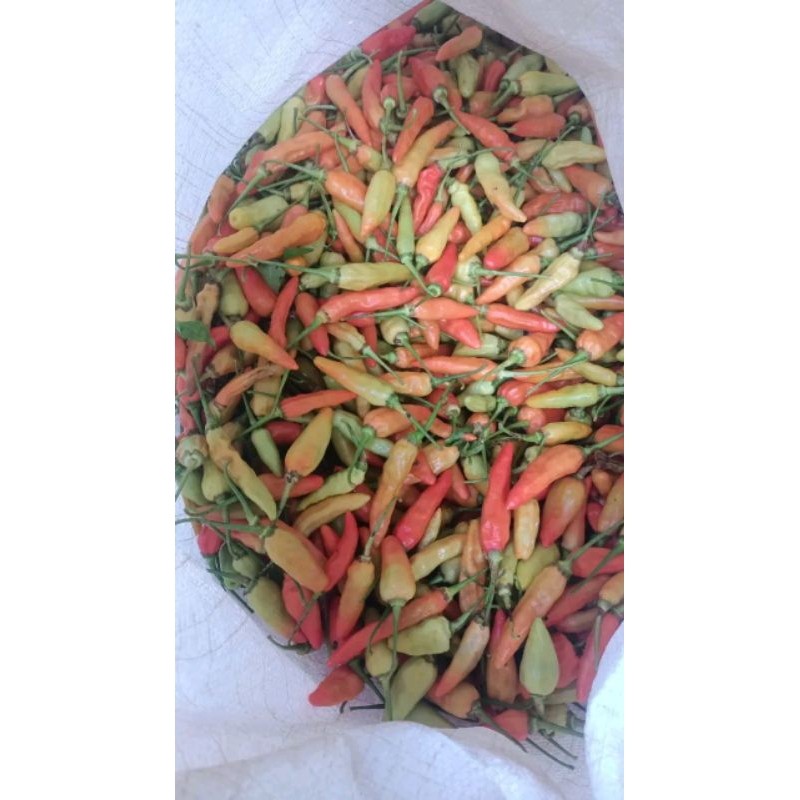 

Cabe Rawit Kecil Pedas harga per 1kg