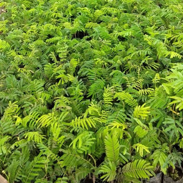 BIBIT PETAI OKULASI RIMBUN(batang besar)