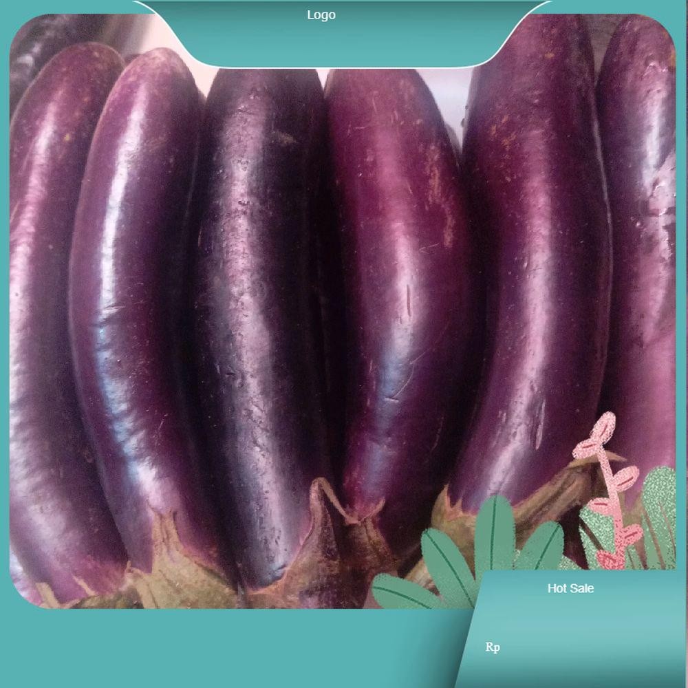 

terong ungu terong panjang Sayur