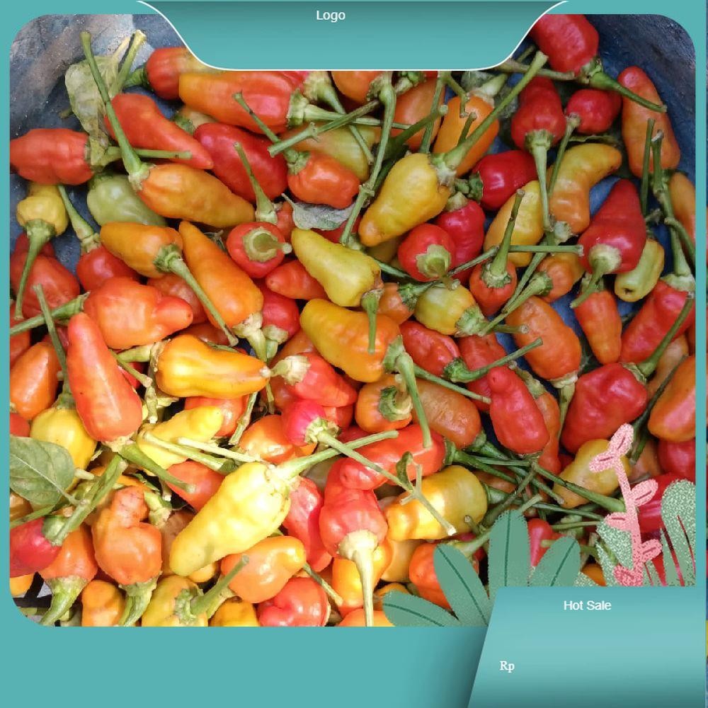 

Cabai Domba Segar - Kecombrang Kualitas Terbaik