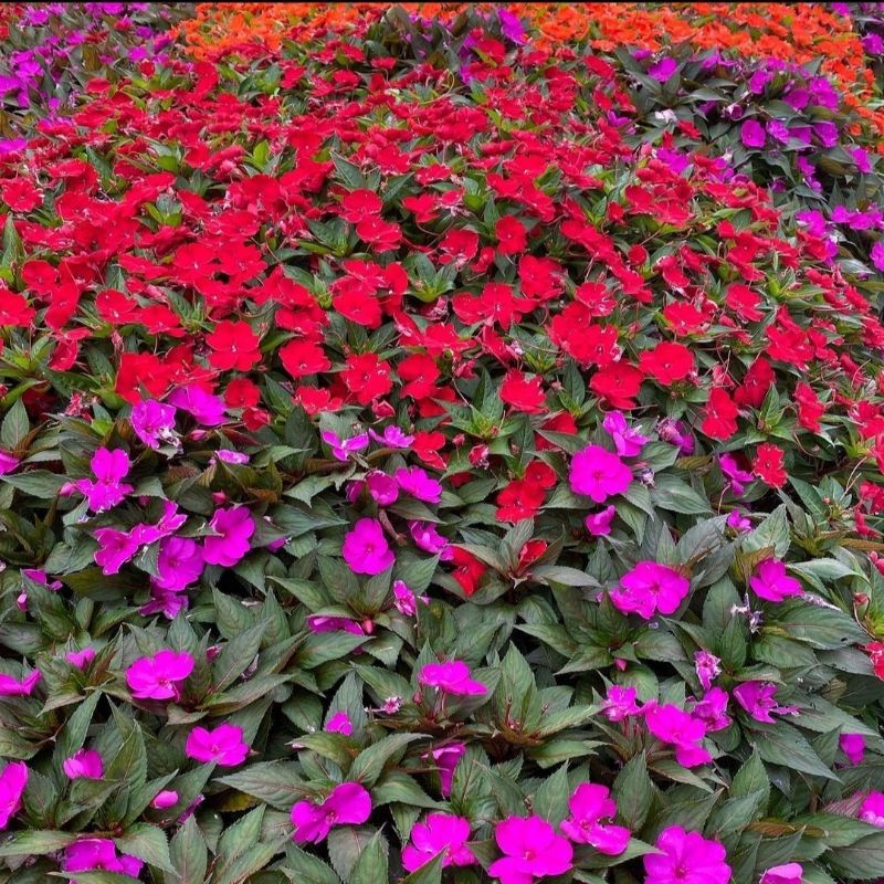 Bunga PACAR AIR Berbunga - Tanaman Hidup Bunga Hias Impatiens walleriana - Tanaman Bunga Pacar Hawai