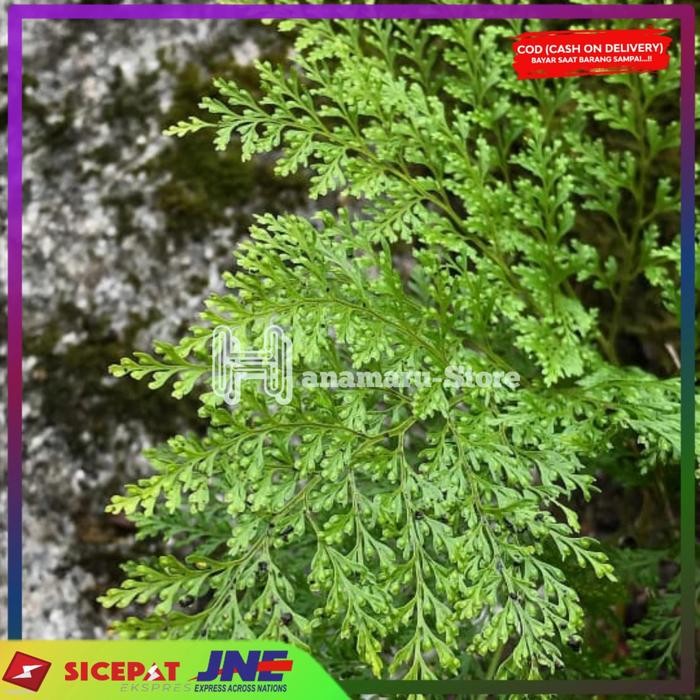 Davallia acanariensis / Pakis batu / Tanaman paludarium / Pakis hutan