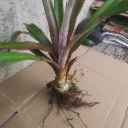 

Ready stok New Promo bibit tanaman nanas merah unggul