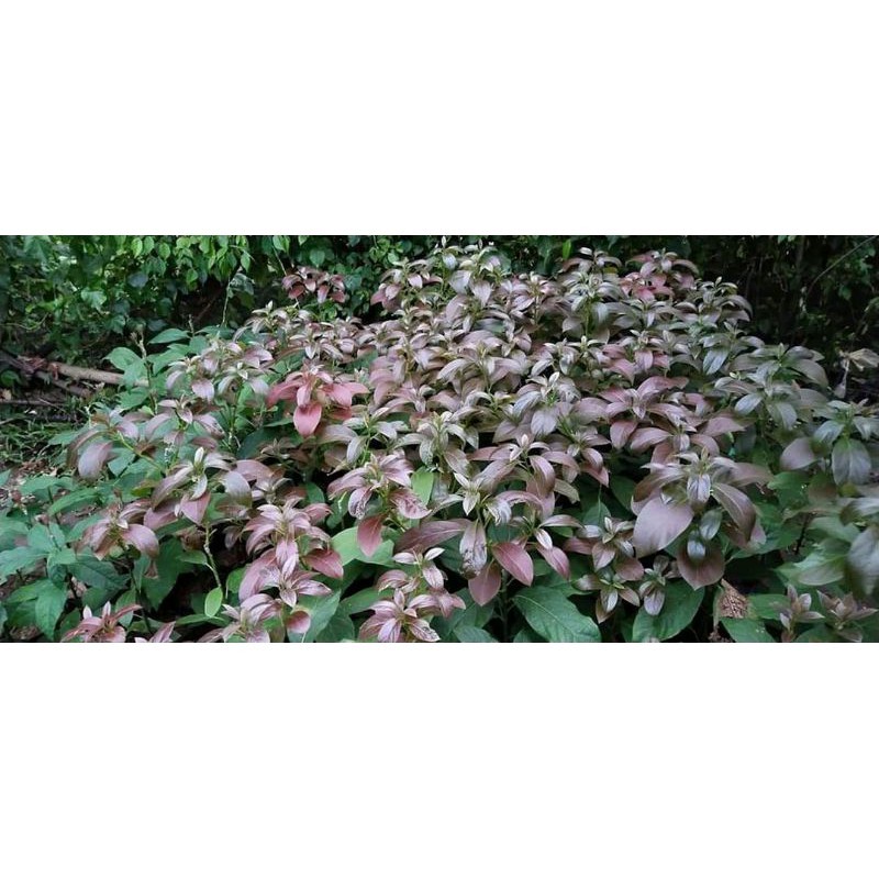 bibit alpukat red Vietnam super