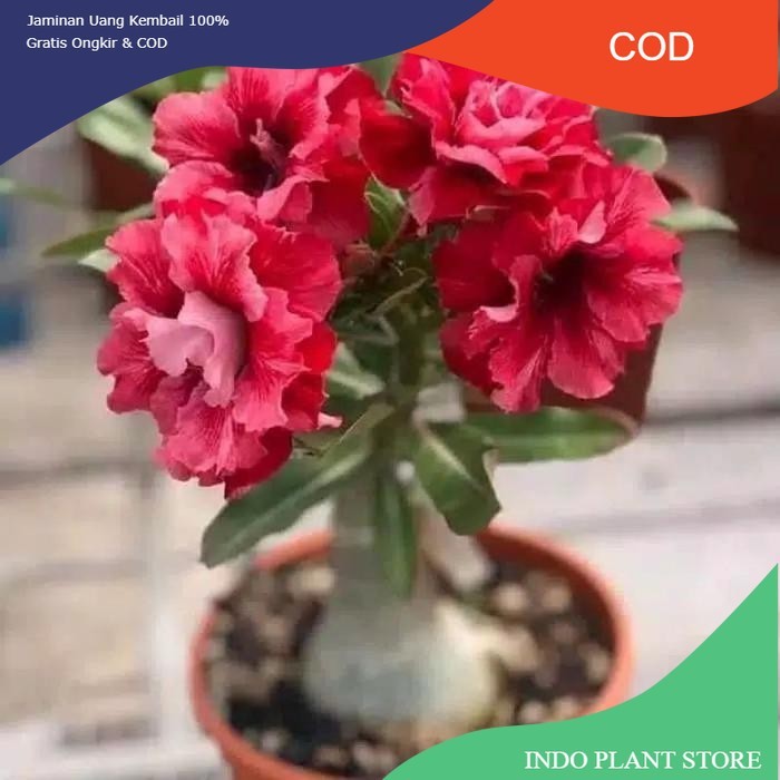 pohon kamboja jepang-adenium bunga merah bonggol besar (COD)
