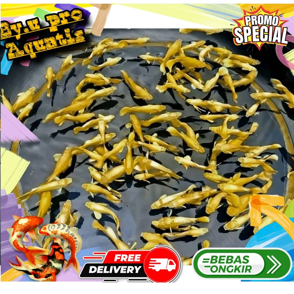 Perlengkapan aquarium Guppy Full Gold Platinum Remaja 4 jantan 2 betina