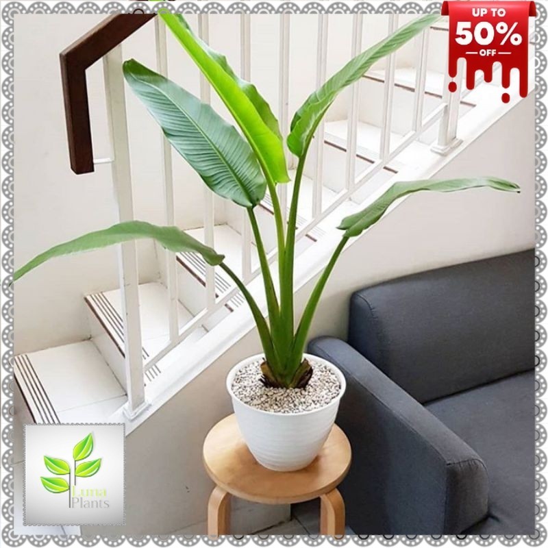 ( BISA COD ) PROMO Tanaman Hias Pisang Kipas Tanaman Indoor Pisang Kipas / Pohon Pisang Kipas Tanama