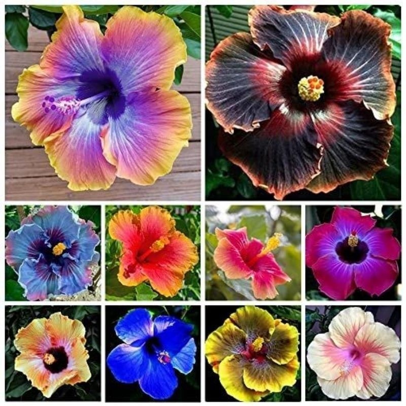 PAKETAN 10 Bunga sepatu Hibiscus - Tanaman hias bunga sepatu - taman hias kembang sepatu - macam Jen