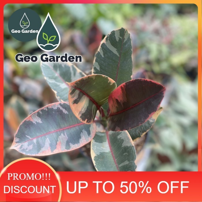 Ficus elastica ruby - tanaman hias karet kebo ruby merah