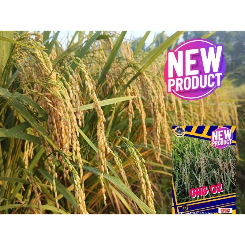 BENIH PADI GHG 02 PREMIUM