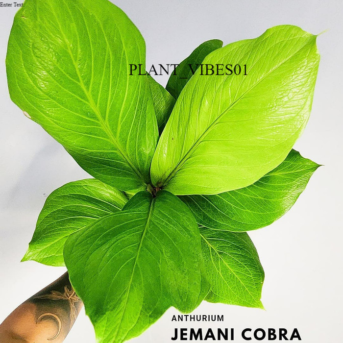 jemani cobra size dewasa - Jemani cobra