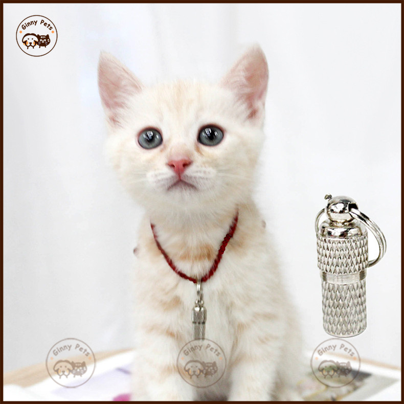 Tag Nama Pet Tag Anjing Kucing Stainless Steel Tag untuk Anjing
