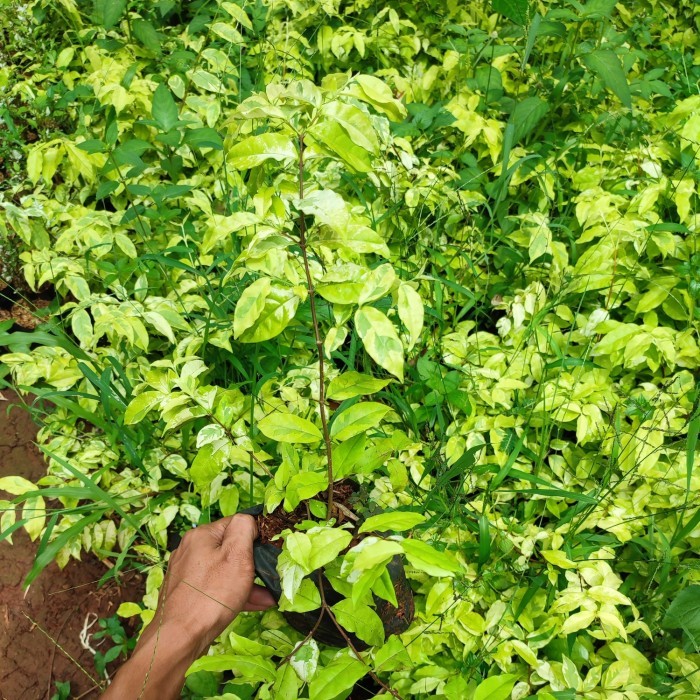 tanaman anting putri bonsai/bibit bonsai anting putri