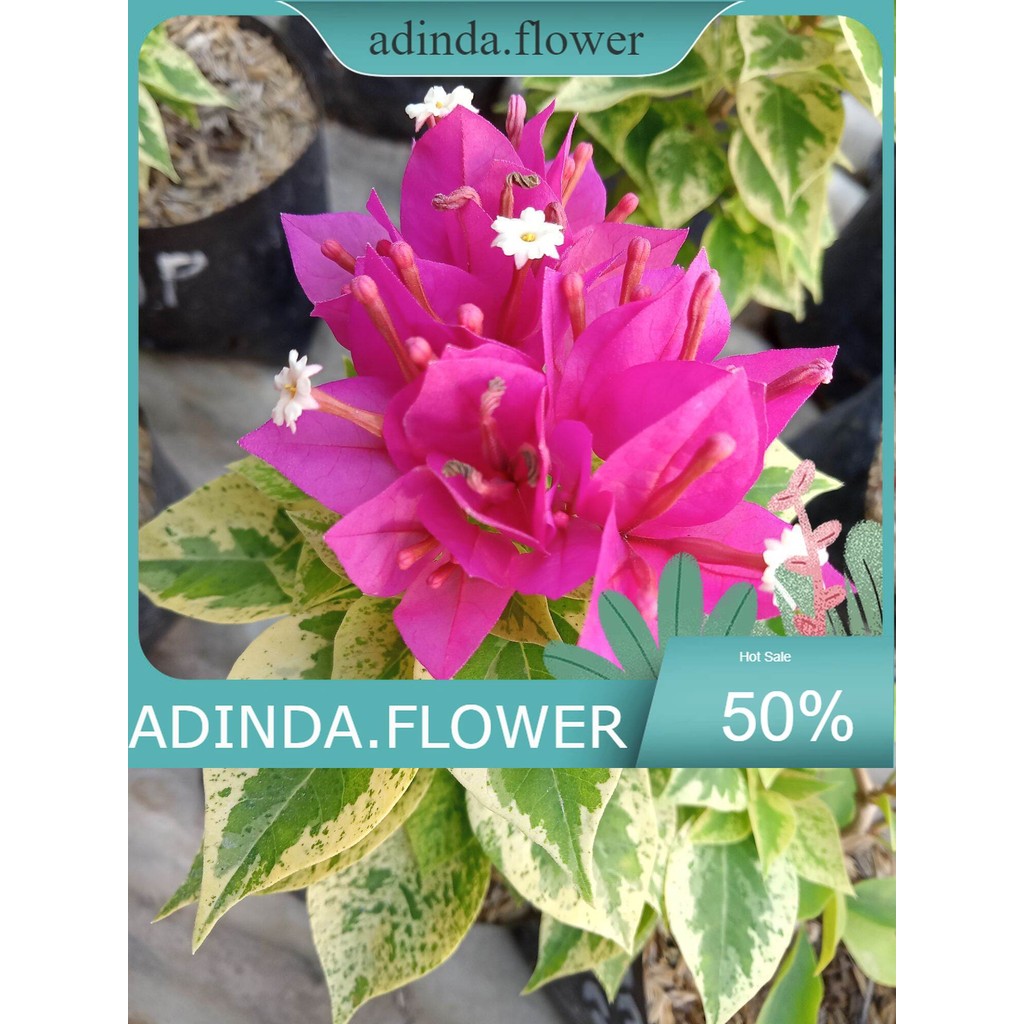 Tanaman Hias Bougenville Singapore Jewel Pink