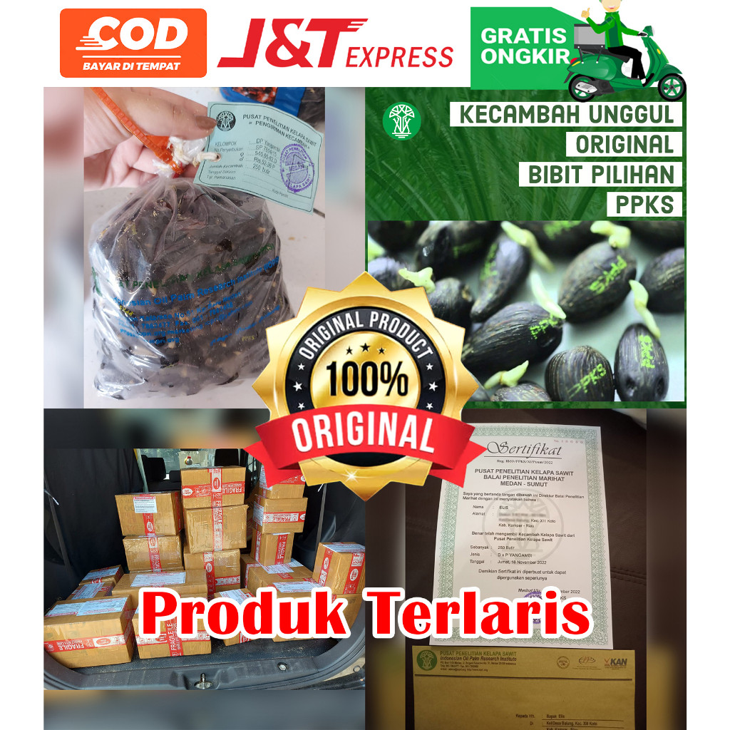 PPKS DxP YANGAMBI UNGGUL DAPAT SERTIFIKAT