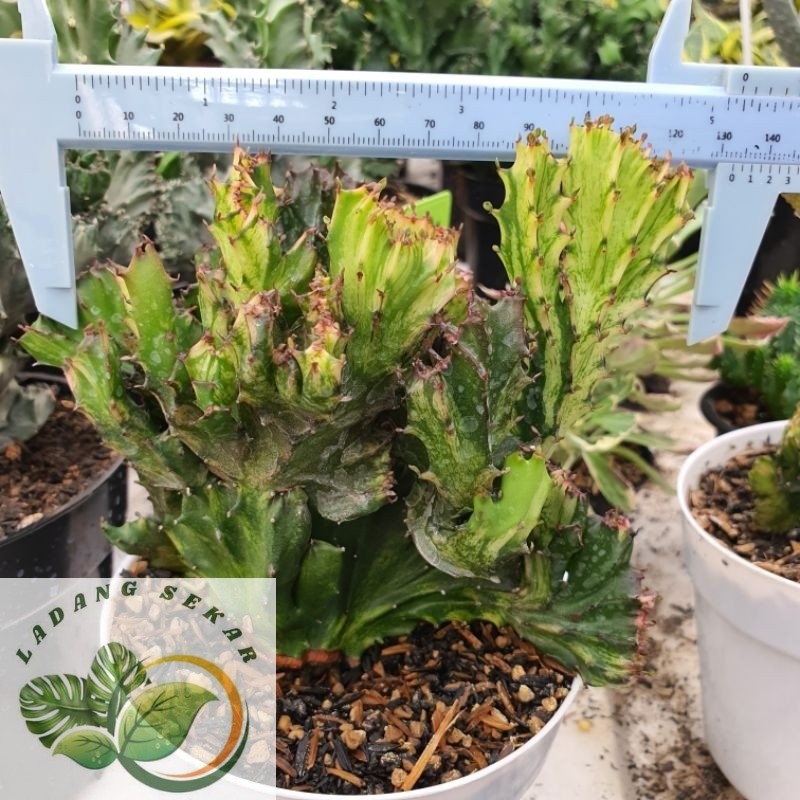 Tanaman Kaktus Karang Merah Varigata Euphorbia Red Lactea Cristata Variegata eforbia kristata var