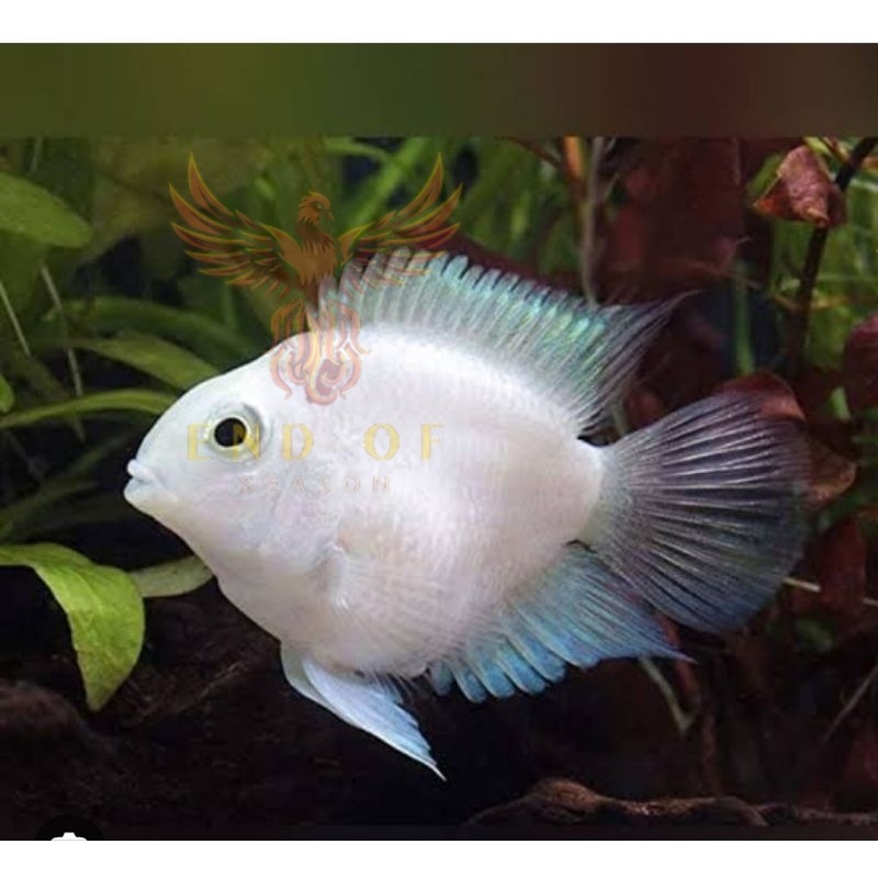 Dekorasi aquascape Ikan Platinum Polar Aquascape BISA COD