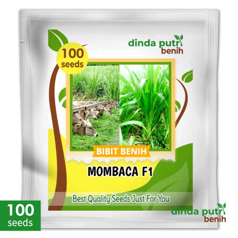 Benih Rumput mombaca F1 bibit pakan ternak super / biji rumput mombaca 100 benih