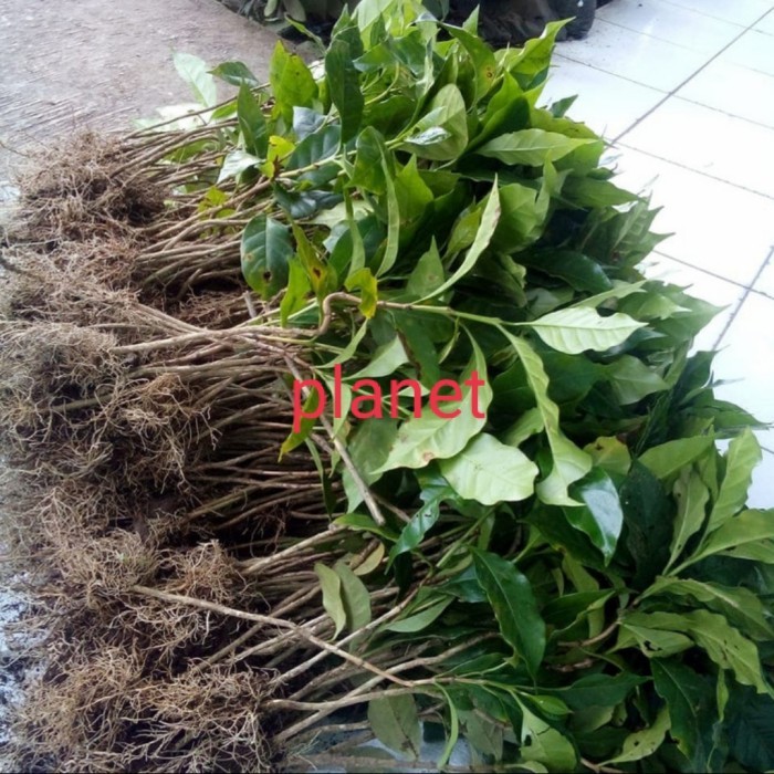 bibit kopi ateng / benih kopi arabika / binih kopi super