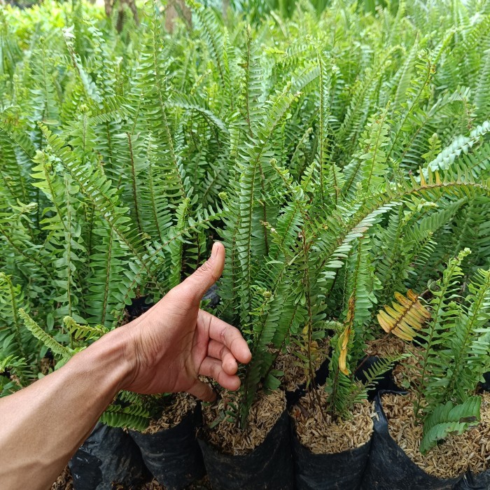 (TERLARIS!!) Tanaman Hias Pakis kelabang - Tanaman Vertical Garden Pakis kelabang