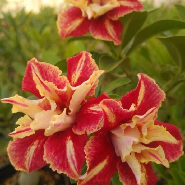 NTS .  tanaman hias adenium grafting red